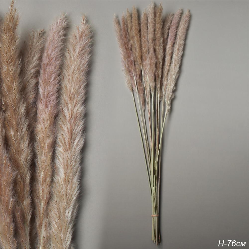 Сухоцвет 15 штук набор 76 см Картадерия / SG-002 /уп 300/натуральная