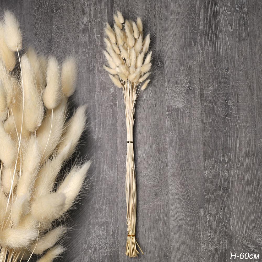 Сухоцвет 60 штук набор 60 см Лагурус / SG-005 /уп 300/бежевый