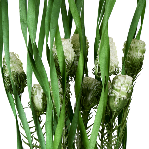 Сухоцвет набор 5 штук 160 см ЗЕЛЕНЫЙ / GA119 /уп 100/682702