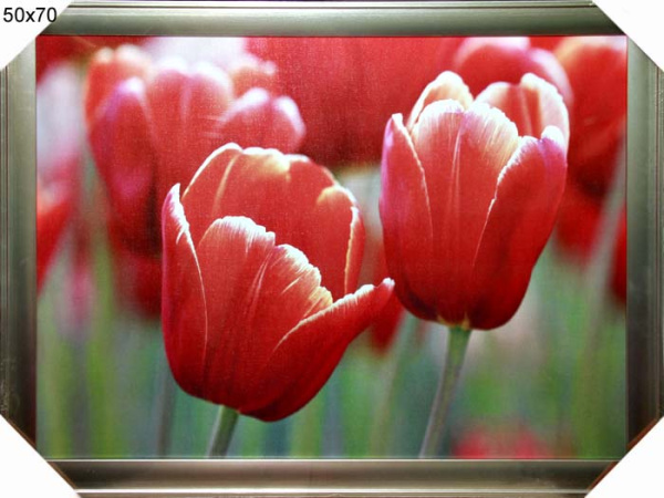 Постер в раме 50х70 Алые тюльпаны / ZD83/4100B-147A/