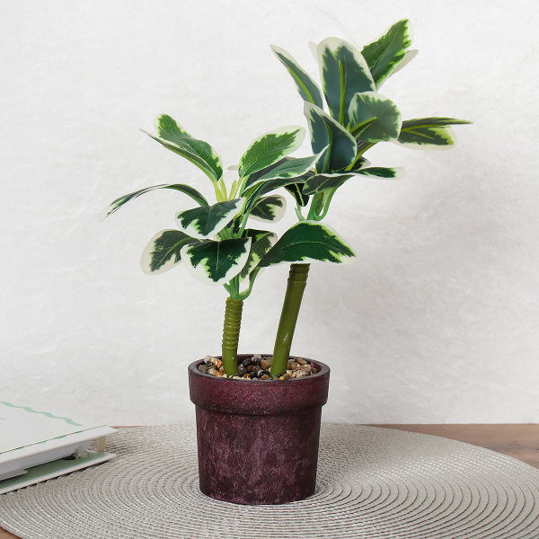 722475!С белым краем.jpg