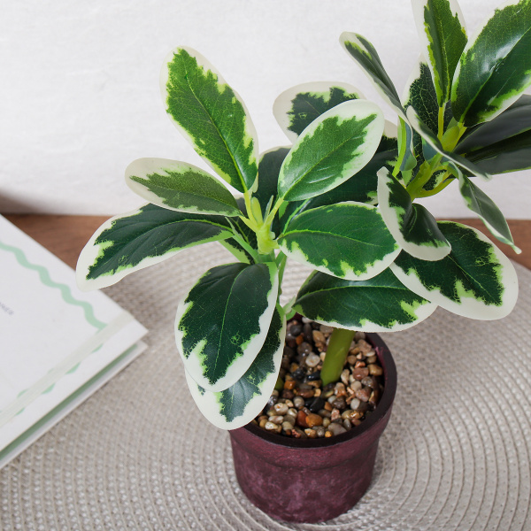 722475!С белым краем-1.jpg